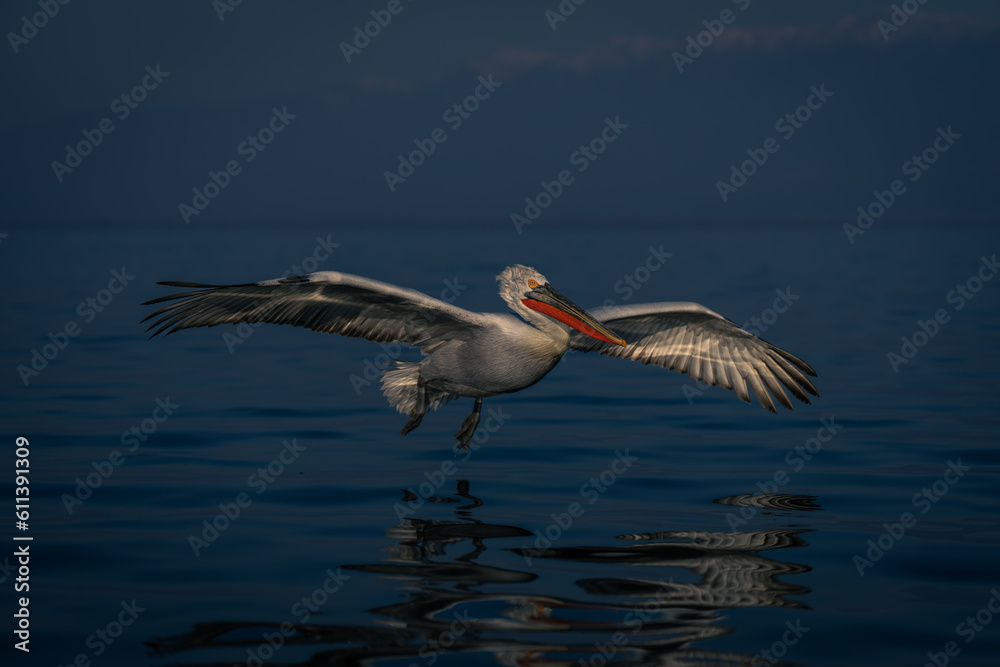 Obraz premium Dalmatian pelican glides across lake by mountains