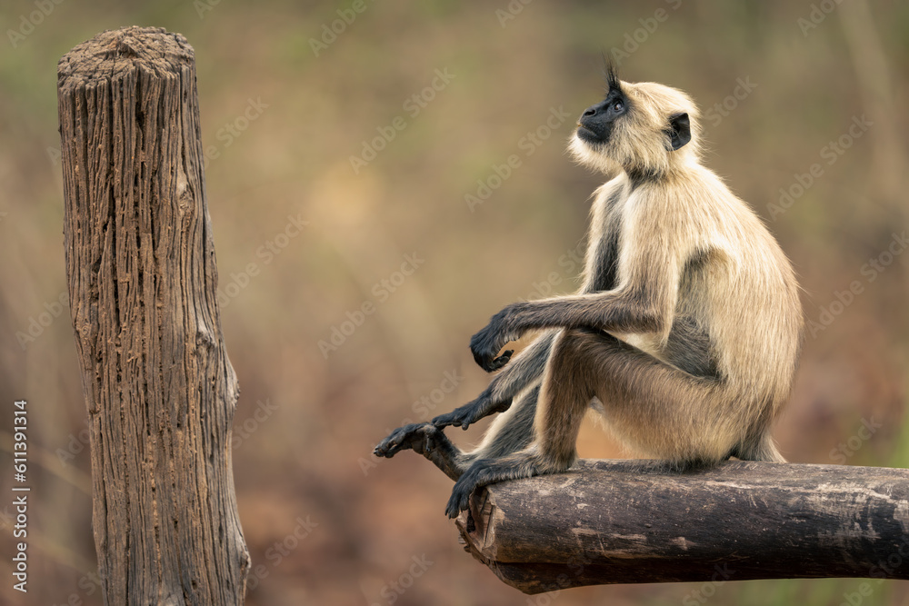 Northern plains gray langur sits looking up