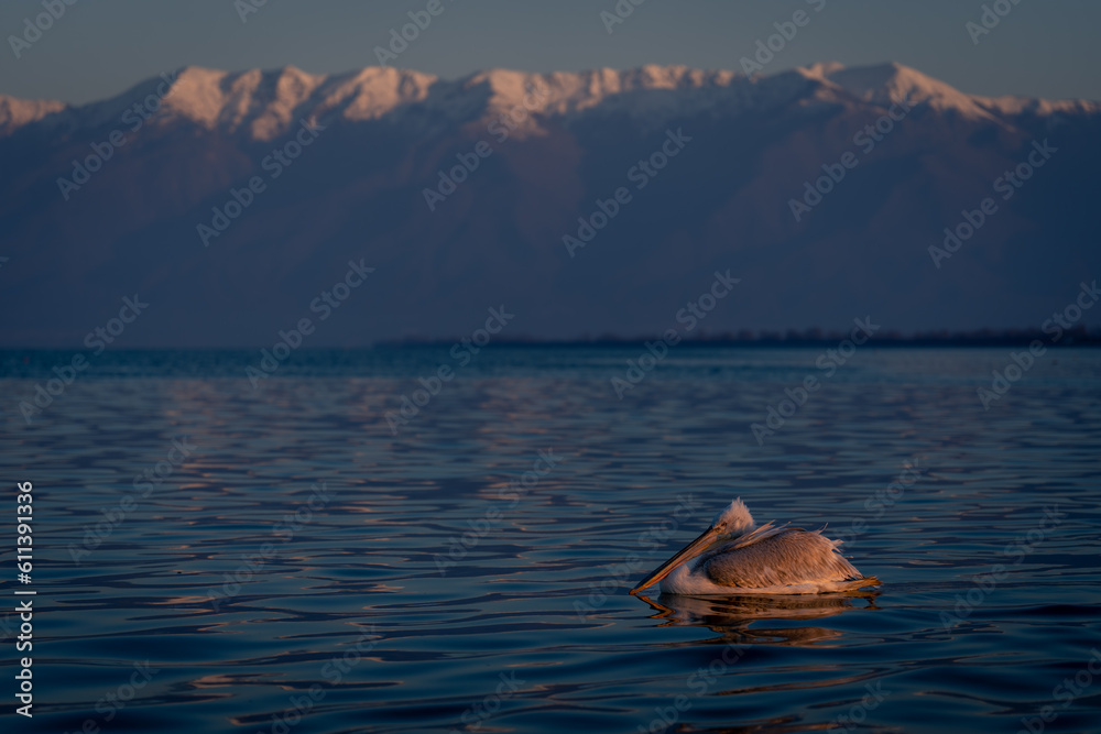 Dalmatian pelican floating on lake by mountains