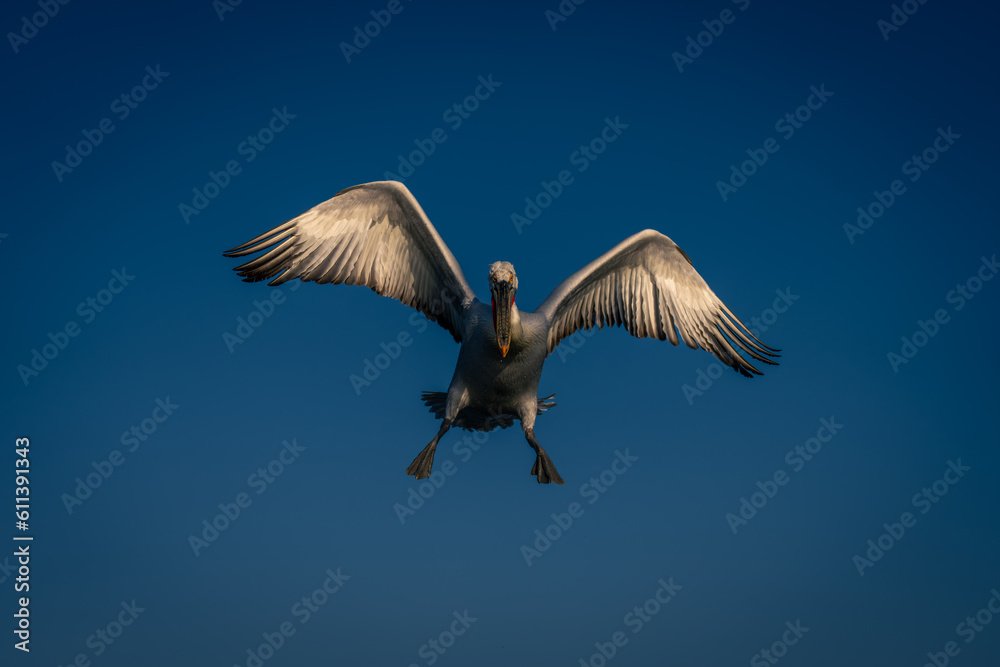 Obraz premium Dalmatian pelican flies spreading feet and wings