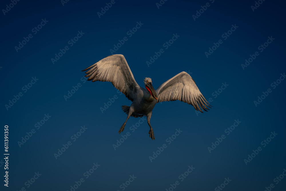 Obraz premium Dalmatian pelican flies stretching wings and feet