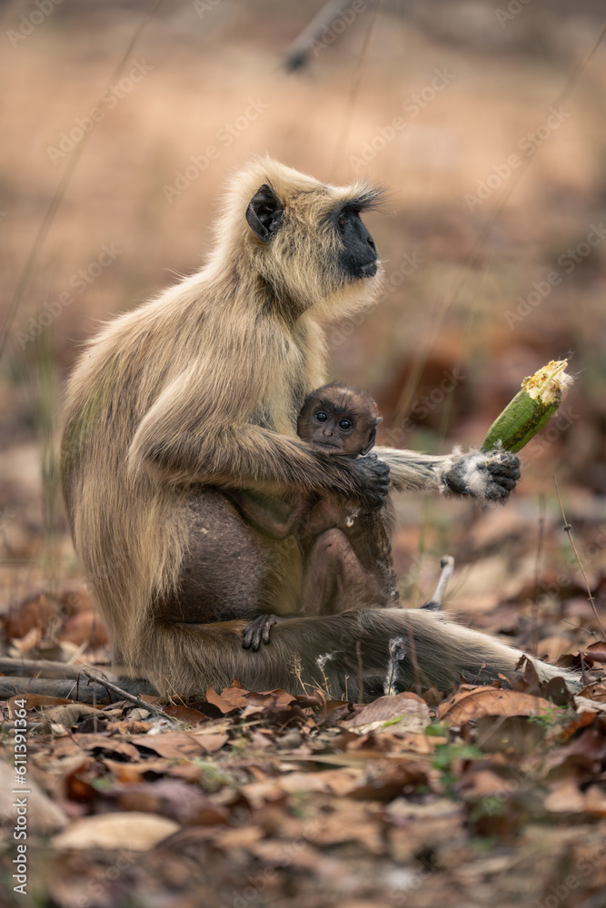 Northern plains gray langurs sit on leaves