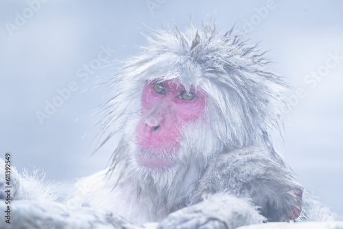 Canvas Print Japanese Macaque