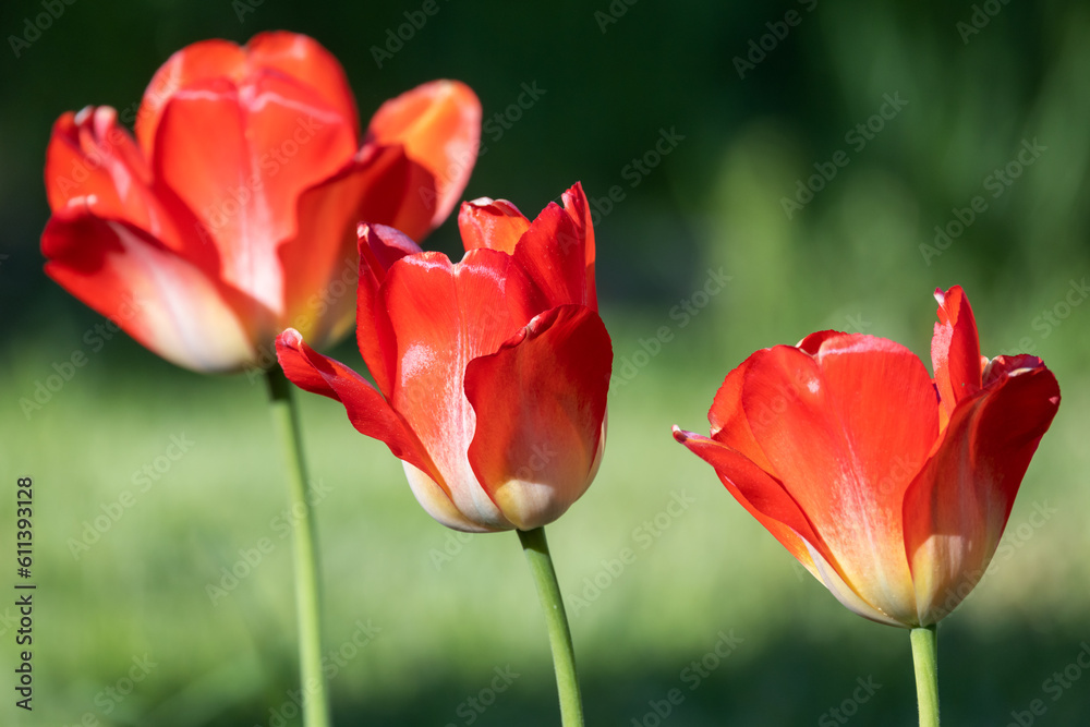 Red tulip flowers on a sunny day, close-up natural photo