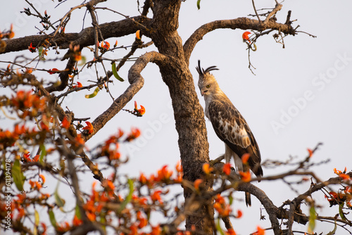 Changeable Hawk eagle perched on tree at Tadoba National Park Maharashtra photo