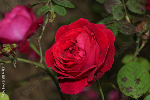 red rose flower macro photo