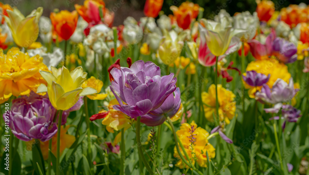 Red, yellow and lilac tulips outdoors, colored petals and tulip buds