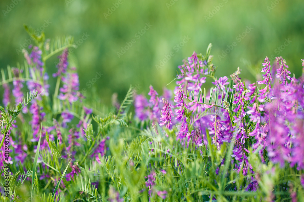 Obraz premium Mouse pea Vicia cracca. Valuable honey plant, fodder and medicinal plant. Species of the genus Peas of the legume family.