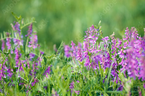 Mouse pea Vicia cracca. Valuable honey plant  fodder and medicinal plant. Species of the genus Peas of the legume family.