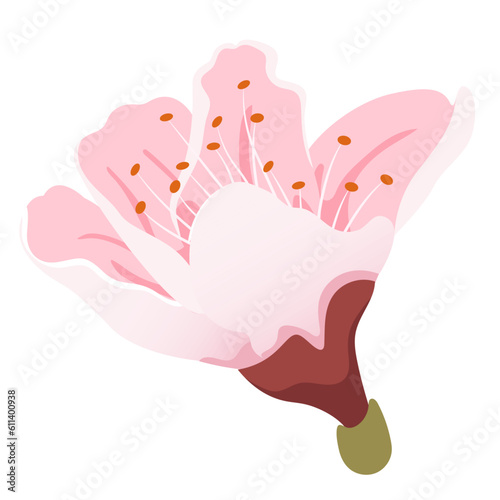 Peach flower flat vector. Spring blossom.