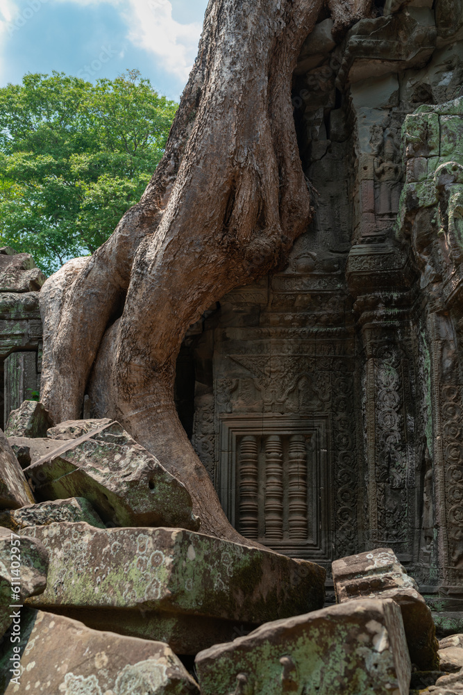 Angkor Wat Tree Grown on Building
