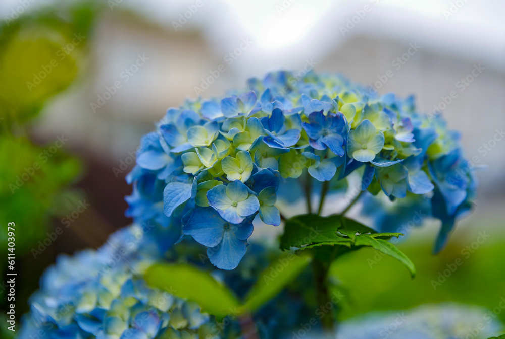 Hydrangea, flower commonly named the hortensia Hydrangea, flower commonly named the hortensia