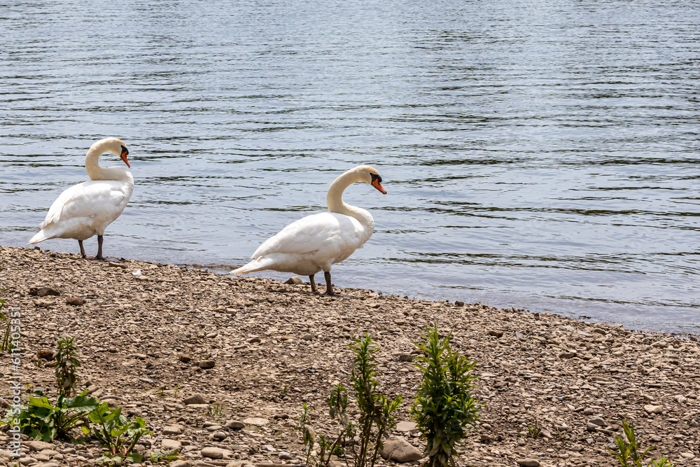 Two white swans standing on the bank of the Maas river with the calm water in the background, sunny spring day in Borgharen Maasvallei nature reserve, South Limburg in the Netherlands Two white swans standing on the bank of the Maas river with the calm water in the background, sunny spring day in Borgharen Maasvallei nature reserve, South Limburg in the Netherlands