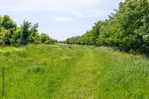 Abundant wild green grass on an open esplanade between leafy trees in Dutch countryside against blue sky, nature reserve riverpark Borgharen Maasvallei, spring day in South Limburg in the Netherlands