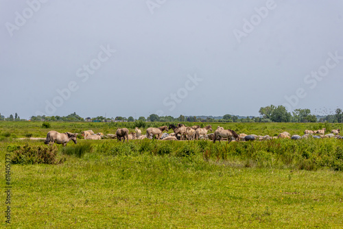 Herd of Polish Konik horses at monument where mass grave with horses dating to 16th or 17th century was found in Dutch nature reserve Borgharen Maasvallei, spring day in South Limburg, Netherlands