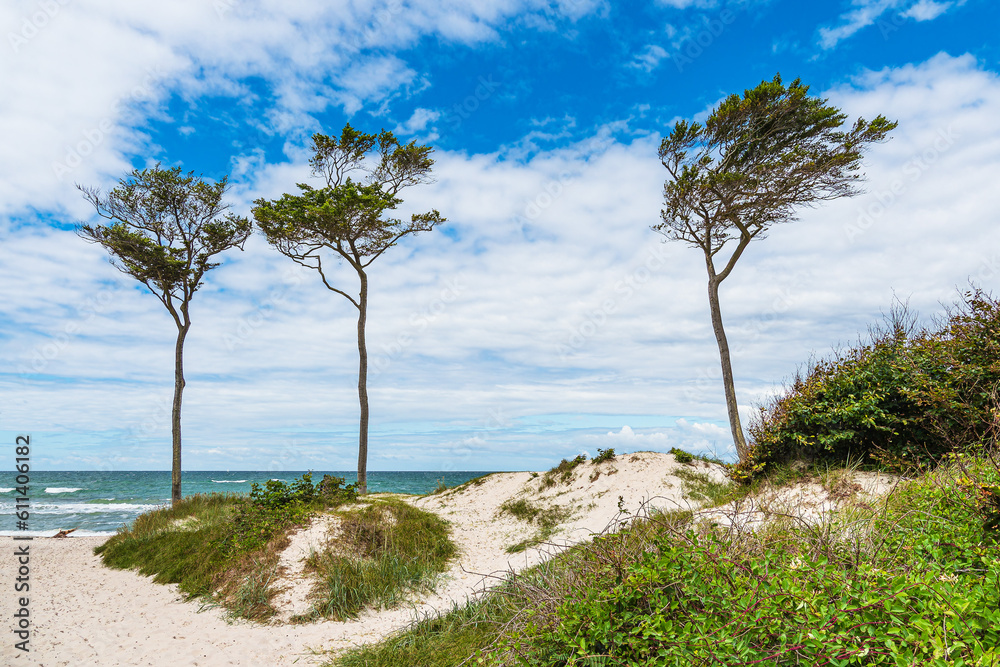 Der Weststrand mit Bäumen und Düne auf dem Fischland-Darß Der Weststrand mit Bäumen und Düne auf dem Fischland-Darß