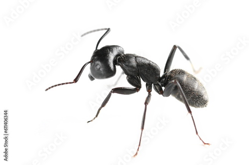 Camponotus vagus, large, black, West Palaearctic carpenter ant isolated on white