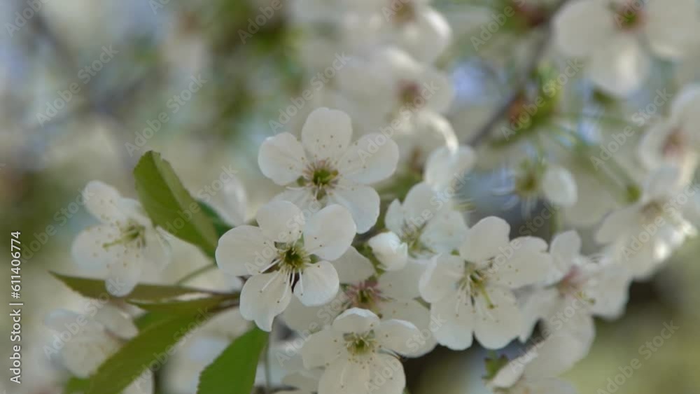 White cherry blossoms sway in the wind. Spring flowering fruit tree garden. Floral natural background. Delicate flowers in the sunlight day. Blur bokeh nature. Flower bloom bud Leaf closeup. Aesthetic White cherry blossoms sway in the wind. Spring flowering fruit tree garden. Floral natural background. Delicate flowers in the sunlight day. Blur bokeh nature. Flower bloom bud Leaf closeup. Aesthetic