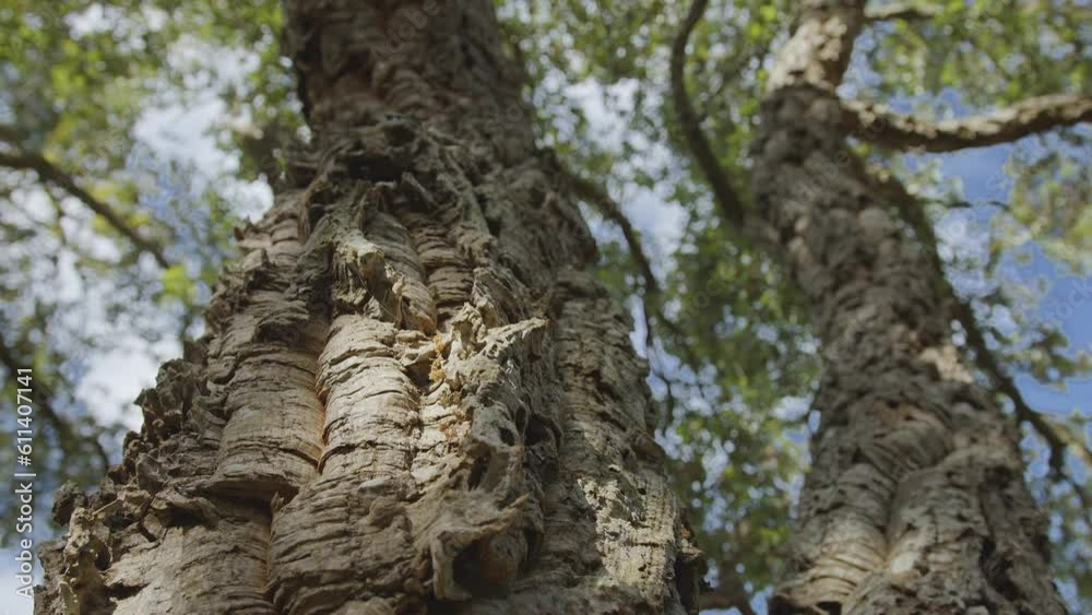 Cork tree garden (cork oak) is a long-standing business in parts of Portugal, slow motion panoramic video on a sunny summer day. Cork tree garden (cork oak) is a long-standing business in parts of Portugal, slow motion panoramic video on a sunny summer day.