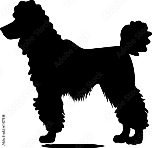 Poodle animal images