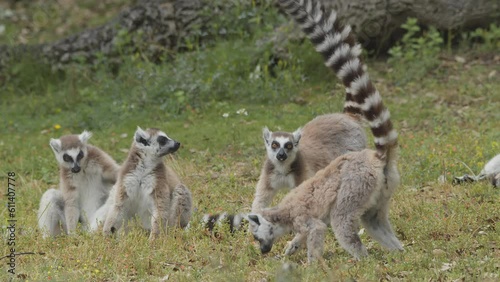 Ring-tailed lemurs outdoors in the animal park. Portugal, Badoca Safari park, 15.05.2023. photo