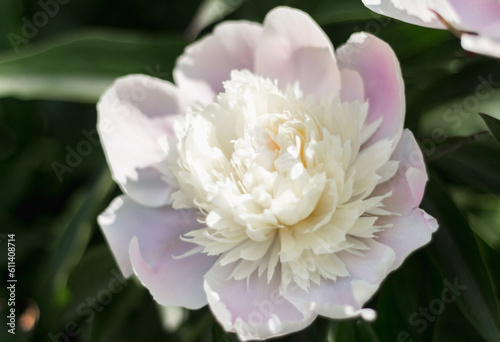Fototapeta Naklejka Na Ścianę i Meble -  vanilla peony