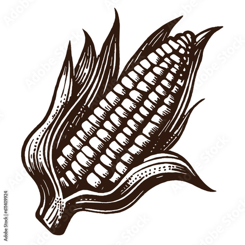 corn vintage sketch