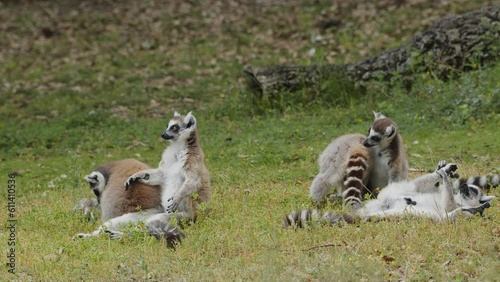 Ring-tailed lemurs outdoors in the animal park, one lemur funny falls on its back. Portugal, Badoca Safari park, 15.05.2023. photo