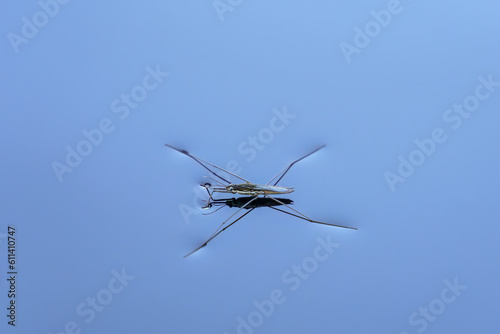 Water strider (Gerridae species) on lake surface. photo