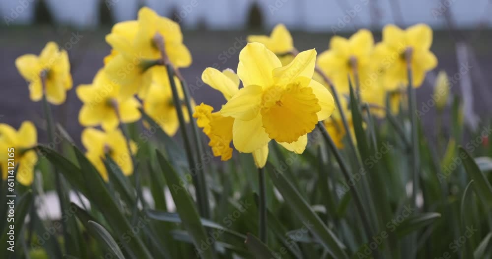 Closeup view of yellow daffodil flower trembling on the wind
Closeup view of yellow daffodil flower trembling on the wind