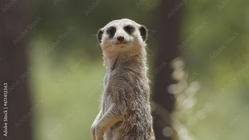 Meercat outdoors in the animal park. Portugal, Badoca Safari park, 15.05.2023.
