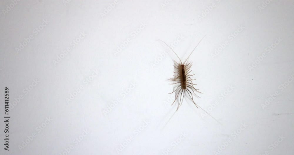 House centipede crawling on the wall, closeup view
House centipede crawling on the wall, closeup view