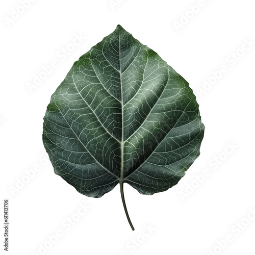 Ovate leaves cutout isolated on transparent background  PNG image  Generative AI