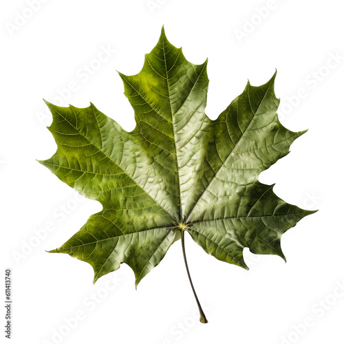 Silver Maple leaf cutout isolated on transparent background, PNG image, Generative AI