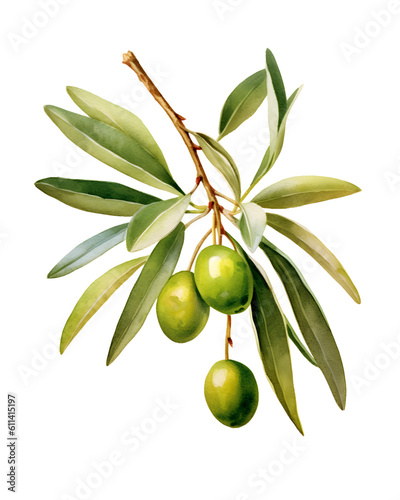 Watercolor Olive branches png