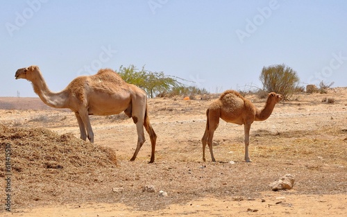 Dromedary with offspring