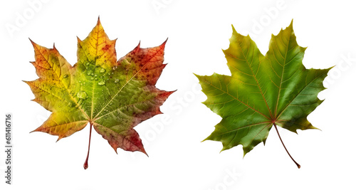 Collection of planetree Maple leaf cutout isolated on transparent background, PNG image, Generative AI