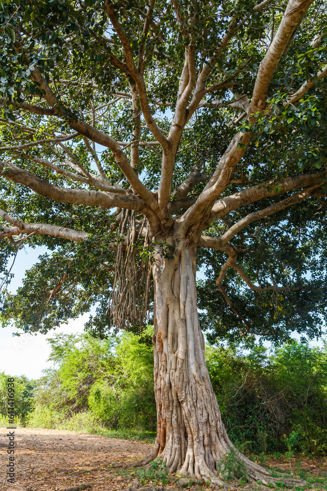 Obraz premium Banyan tree in Udawalawe National Park, Sri Lanka