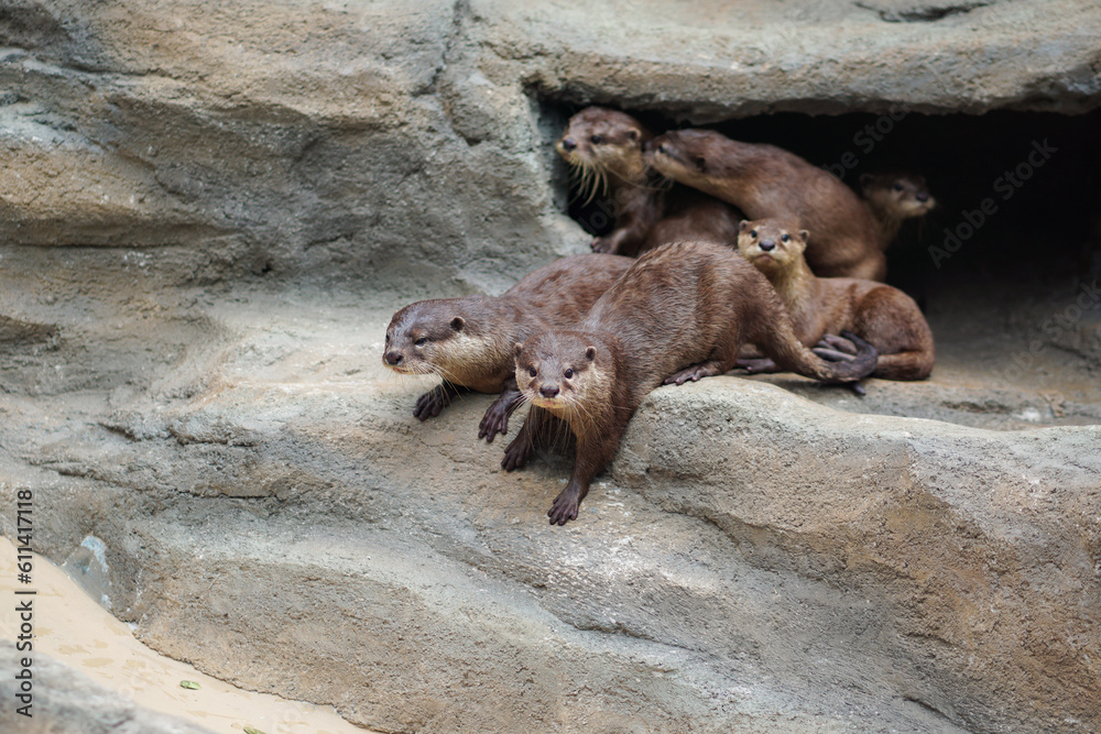 Fototapeta premium The otter is a carnivorous mammal that belongs to the subfamily Lutrinae. The otter is a carnivorous mammal that belongs to the subfamily Lutrinae. a group of cute otters in the zoo