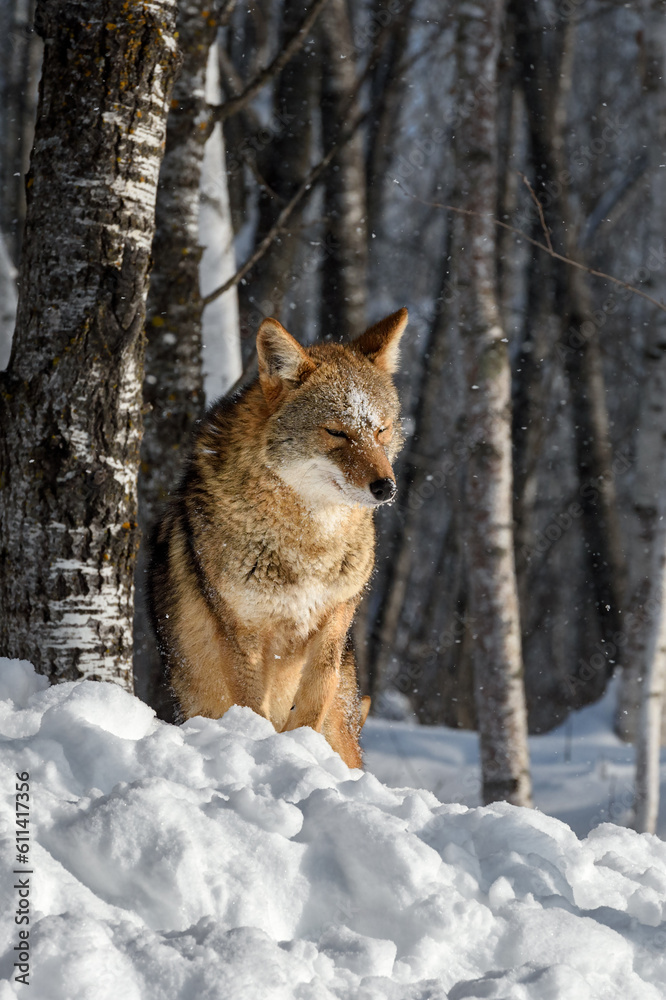 Coyote (Canis latrans) Bows Head Next to Tree Winter Coyote (Canis latrans) Bows Head Next to Tree Winter
