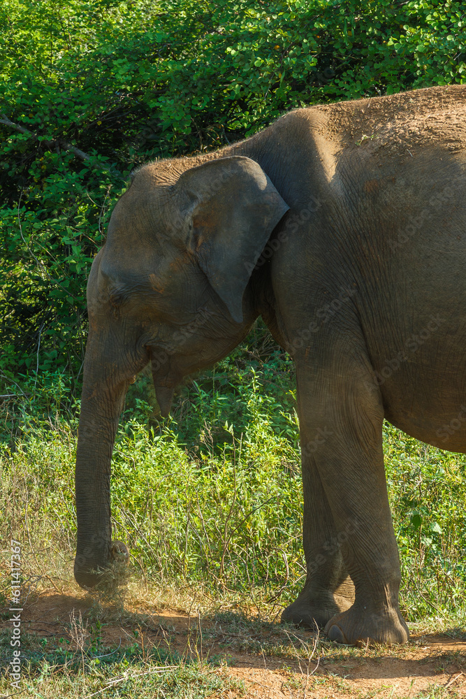 Ceylon Elephant head in Udawalawe National Park, Sri Lanka