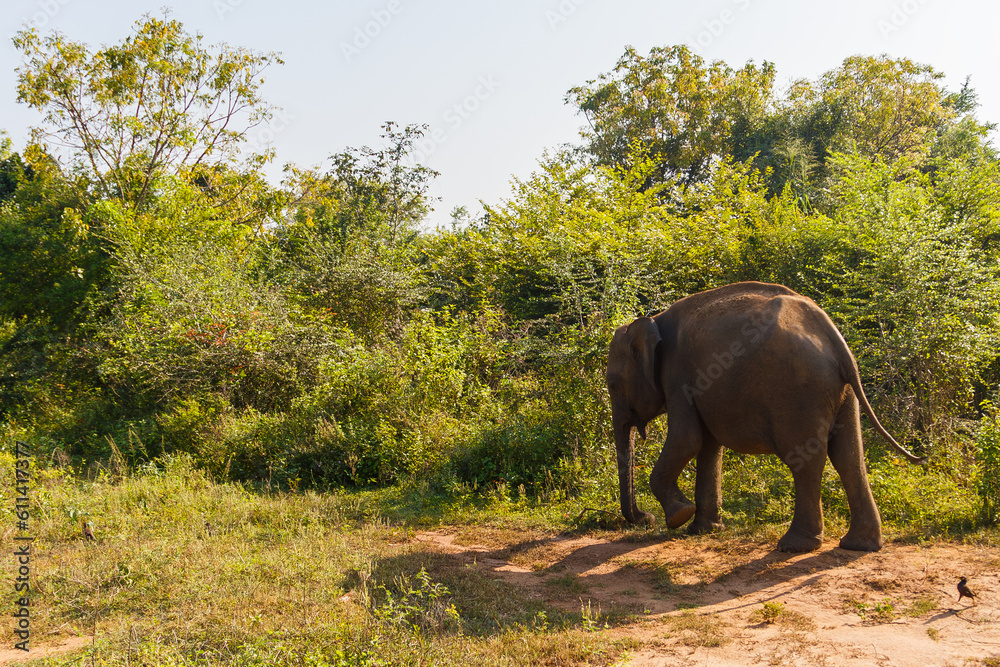 Fototapeta premium Roaming Ceylon elephant in Udawalawe National Park, Sri Lanka
