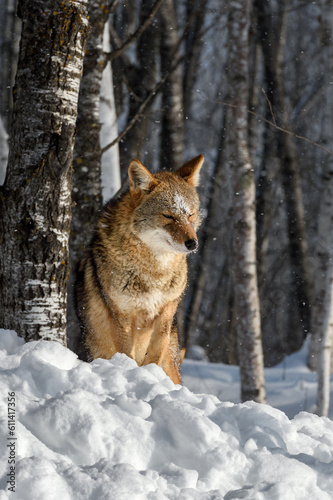 Coyote  Canis latrans  Bows Head Next to Tree Winter