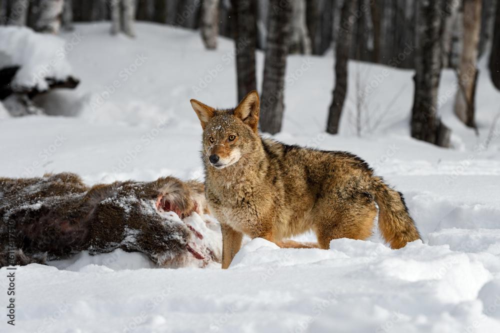 Obraz premium Coyote (Canis latrans) Steps Past Deer Carcass Ears Up Winter