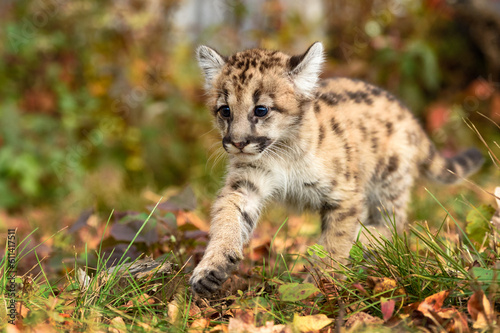 Cougar Kitten (Puma concolor) Paw Forward Stepping Out Autumn © hkuchera