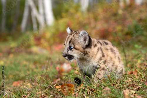 Cougar Kitten (Puma concolor) Sits Near Forest Looking Left Autumn © hkuchera