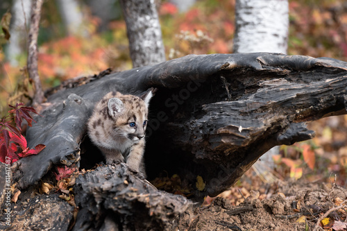 Cougar Kitten  Puma concolor  Cautiously Steps Out From Within Log Autumn