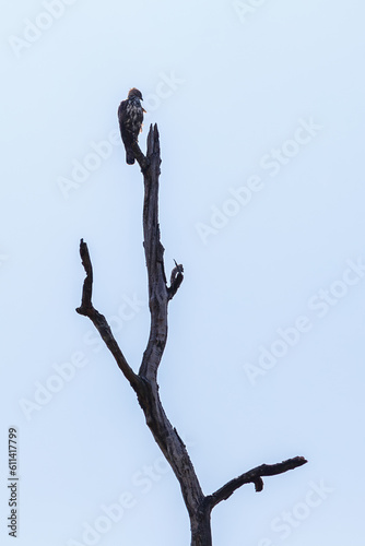 Jerdon's baza on a dead tree branch in Udawalawe National Park, Sri Lanka