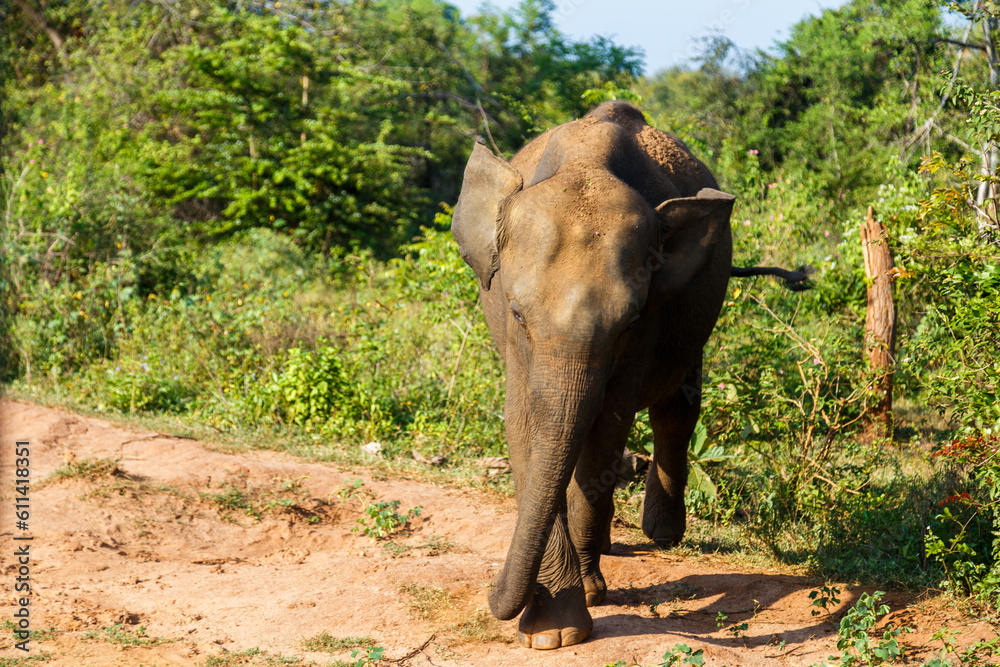 Fototapeta premium A Ceylon elephant walking straight at the camera in Sri Lanka