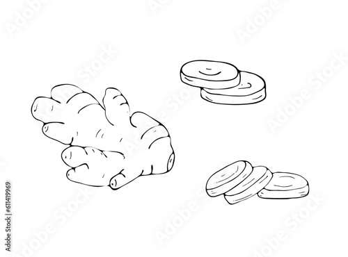 Hand-drawn ginger root, and sliced pieces. Herbal vector illustration isolated on white background